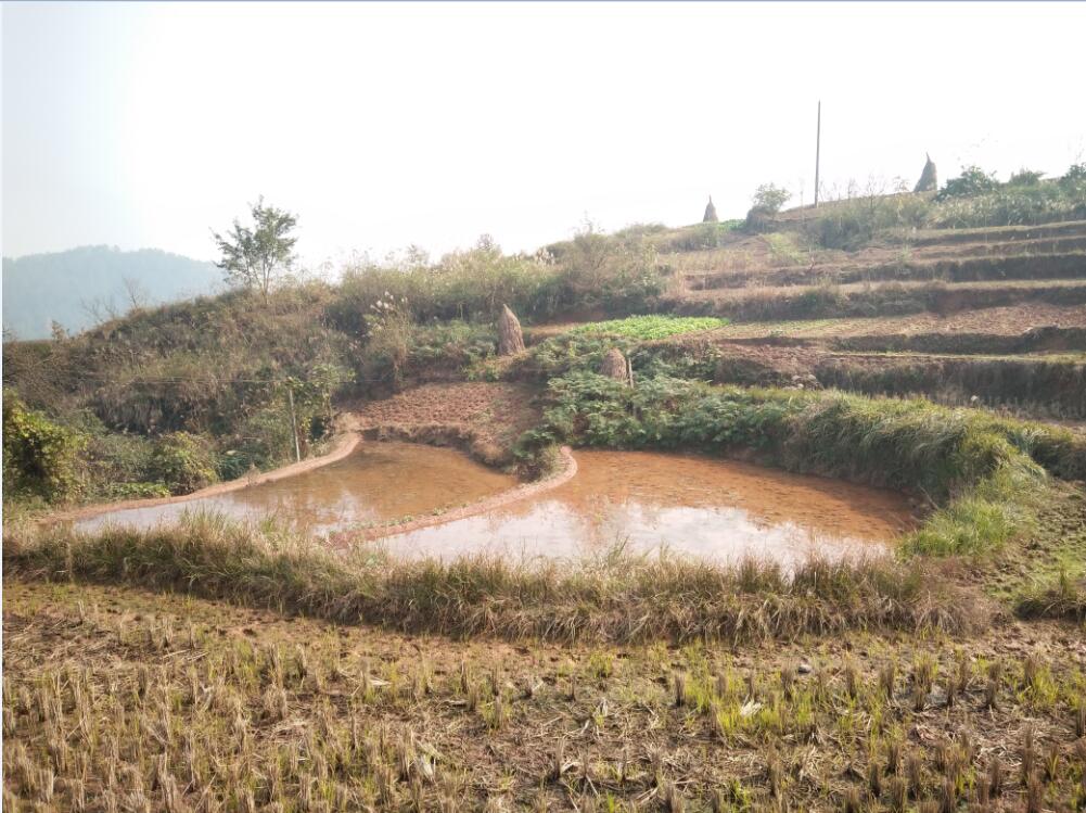 草坪村 