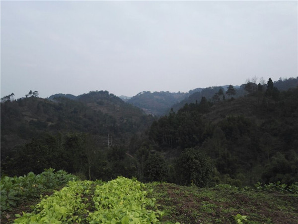 红峰村 