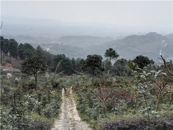 大坪村