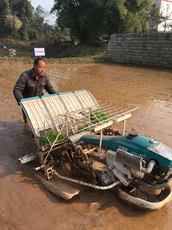 重庆2016年将全面推广水稻绿色生态育秧创新技术