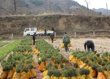 退耕還林