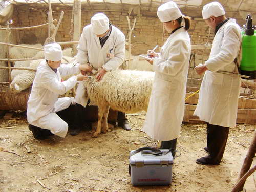 農(nóng)業(yè)部要求做好重大動(dòng)物疫病防控從六大方面入手