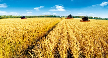 中国新五年规划调整粮食安全政策