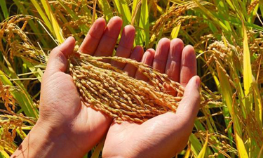 两会：要始终绷紧粮食安全这根弦