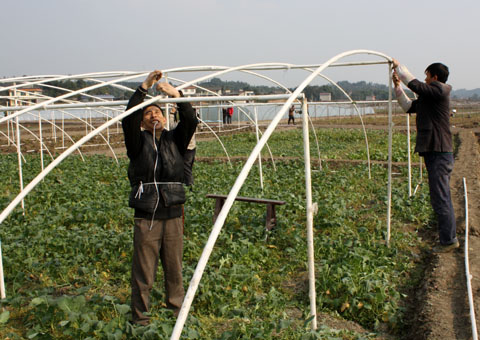 按户连片耕种 激发农村活力