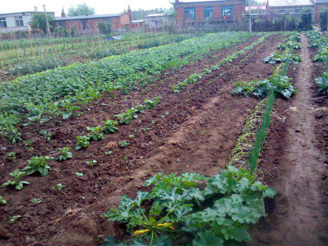 农村土地 农村土地