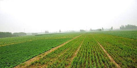 两会：建议区别对待耕地“非粮化”和“非农化”问题