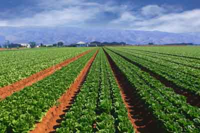 土地流转 土地流转