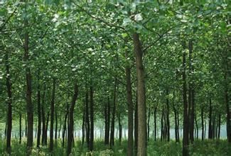 林地 林地