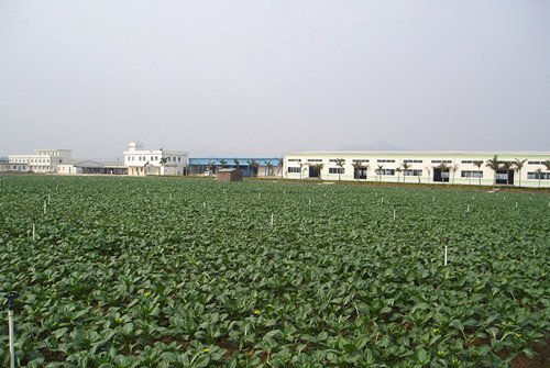 土地市場