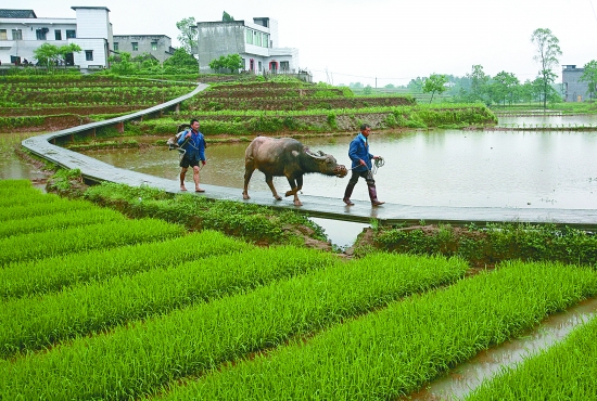 土地流轉(zhuǎn)