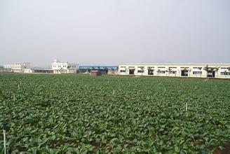 宅基地