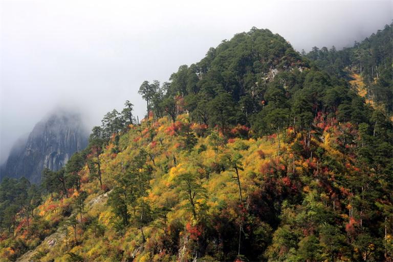 四川省林業(yè)廳啟動林業(yè)生態(tài)旅游扶貧千村萬景行動