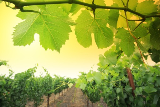 彭山:两创新六统一 家庭农场联盟闯市场