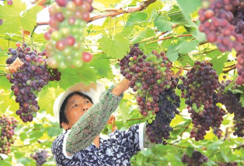 阜城探索“互联网+农业”直接增加经济效益近3000万元