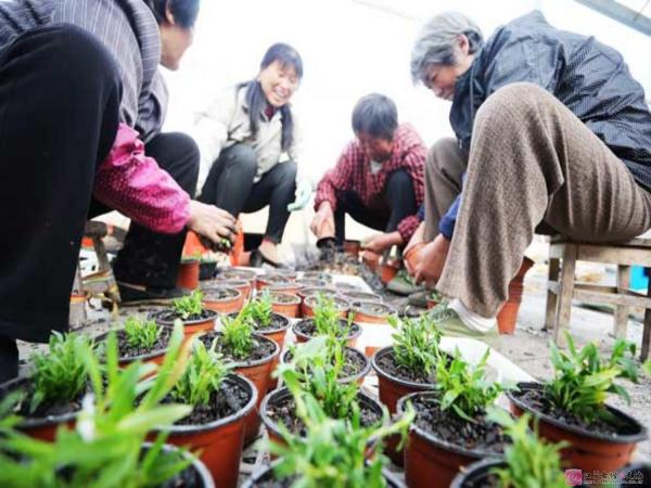 江都发展股份合作制村集体农场 实现农民和集体两增收