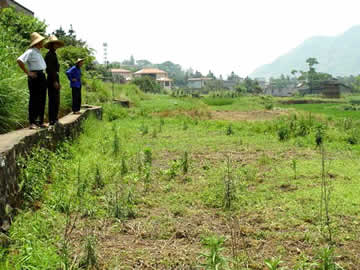 60余亩耕地撂荒4年无人管-聚土网专注农村土地流转