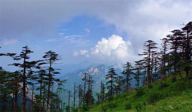 陜西：累計(jì)發(fā)放林權(quán)抵押貸款34億元 流轉(zhuǎn)林地645萬畝