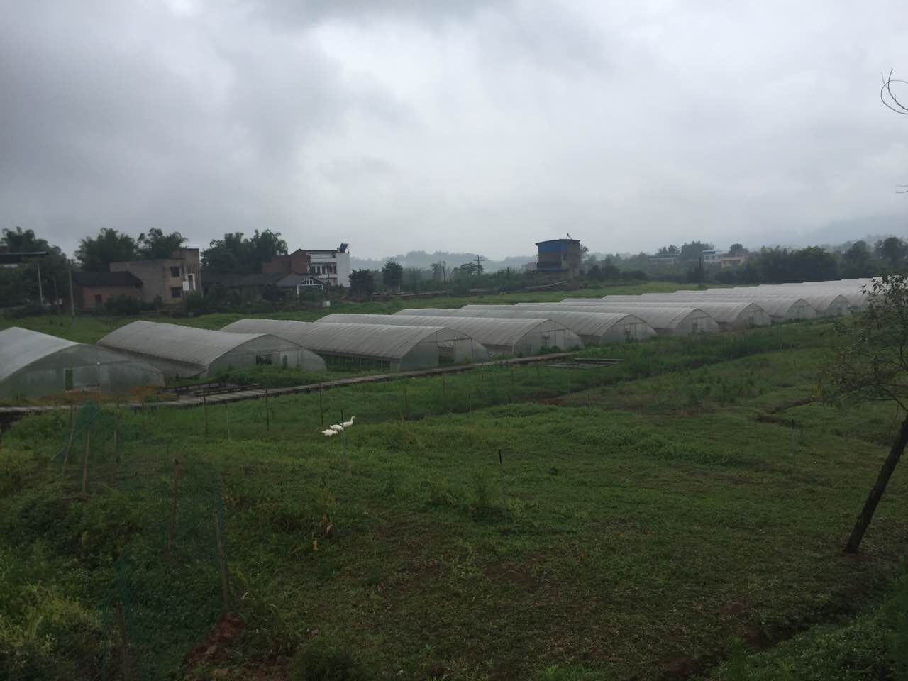 一村一地 村庄简介 土地信息 配套设施 本村位于璧山八塘镇,耕地面积