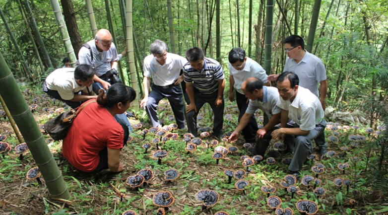 农村种植致富项目