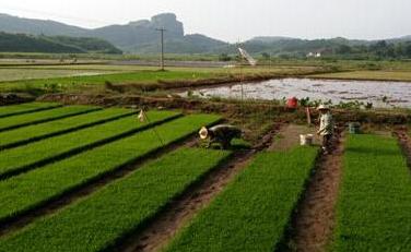 中央高度重视农村土地承包经营权流转和发展适度规模经营,制定了