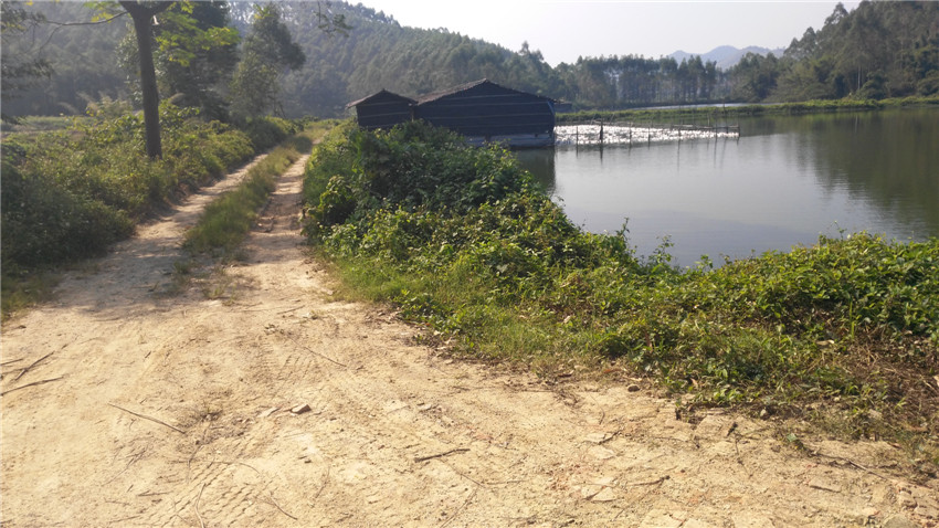 【转让】广东省山市约80亩大型养殖鱼塘