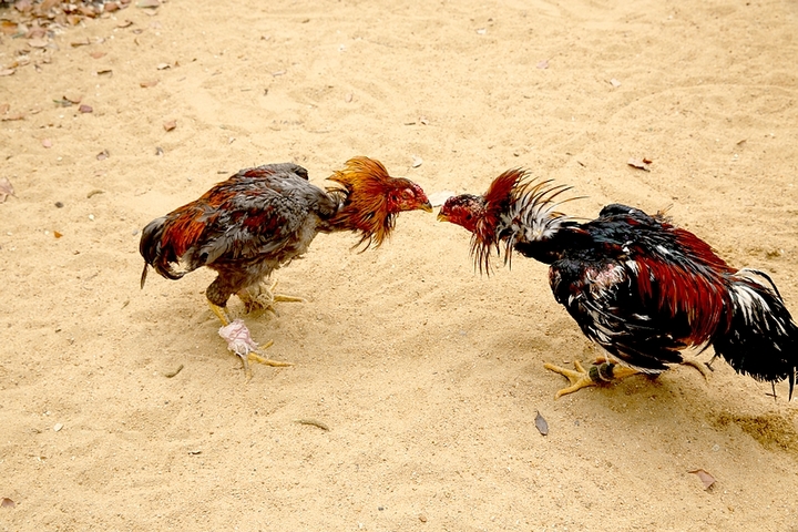 【斗鸡养殖技术】斗鸡品种的选择_斗鸡饲养注意-聚土网