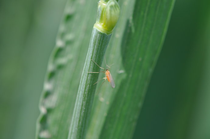 小麦吸浆虫